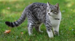 Изберете котка. Какво трябва да знаете преди закупуването на котка